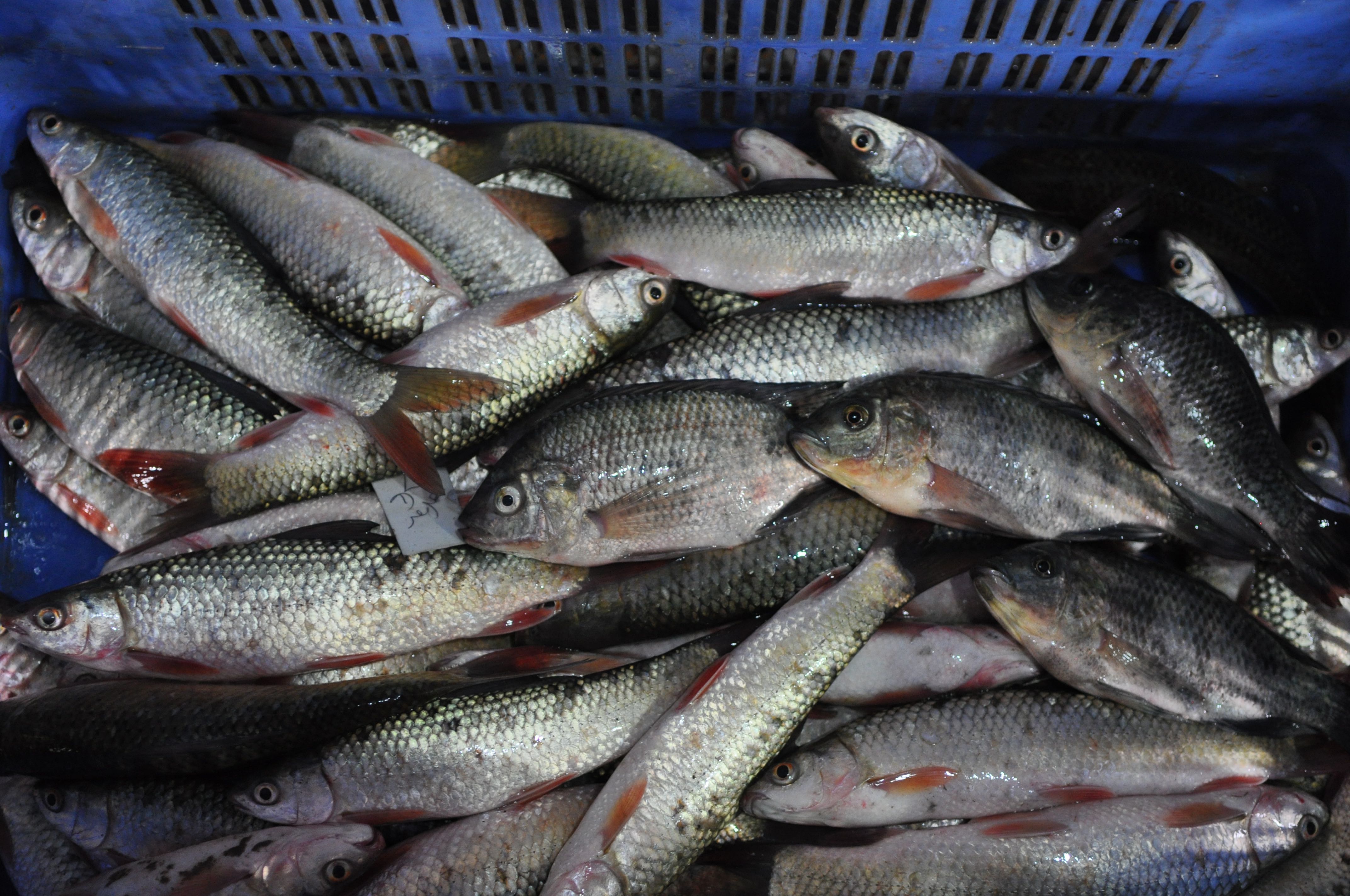 <!-- THEME DEBUG -->
<!-- THEME HOOK: 'field' -->
<!-- FILE NAME SUGGESTIONS:
   ▪️ field--node--title--pin.html.twig
   ✅ field--node--title.html.twig
   ▪️ field--node--pin.html.twig
   ▪️ field--title.html.twig
   ▪️ field--string.html.twig
   ▪️ field.html.twig
-->
<!-- 💡 BEGIN CUSTOM TEMPLATE OUTPUT from 'themes/custom/whokap/templates/field/field--node--title.html.twig' -->
A la pesca de un corazón fuerte
<!-- END CUSTOM TEMPLATE OUTPUT from 'themes/custom/whokap/templates/field/field--node--title.html.twig' -->